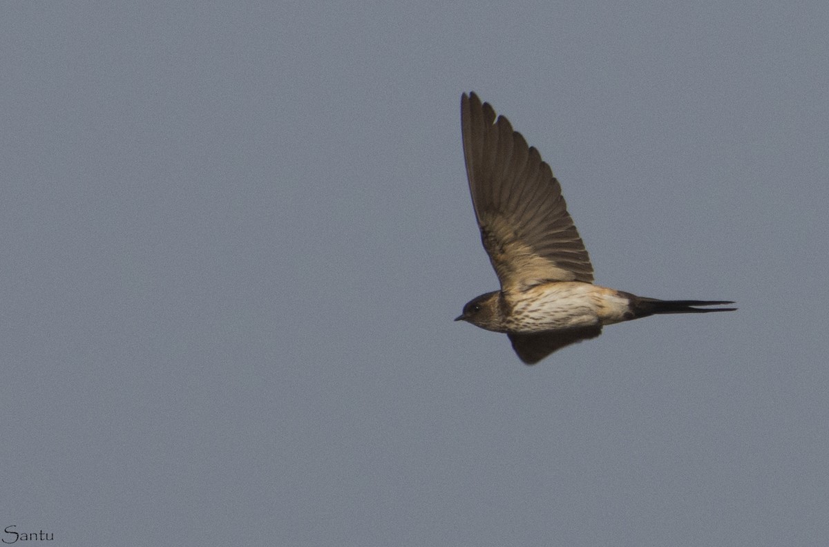 Red-rumped Swallow - ML132785111