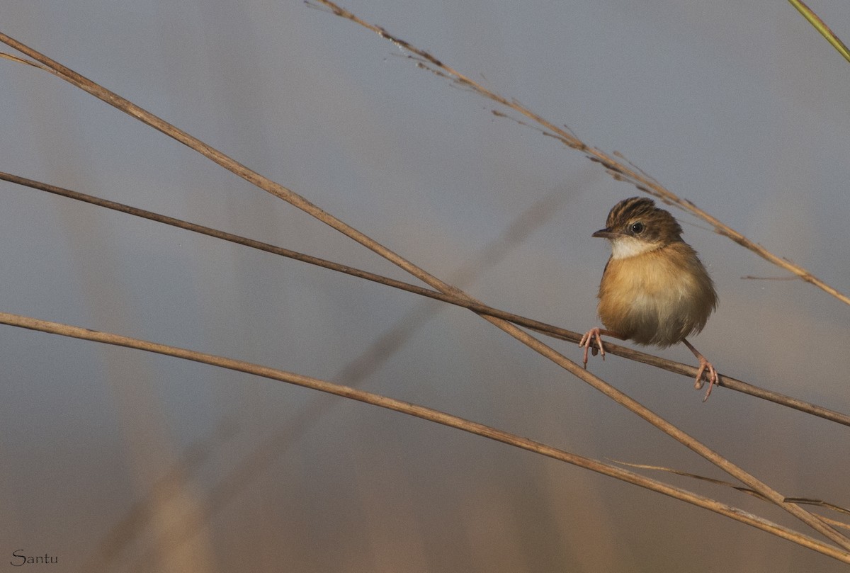 Zitting Cisticola - ML132785201