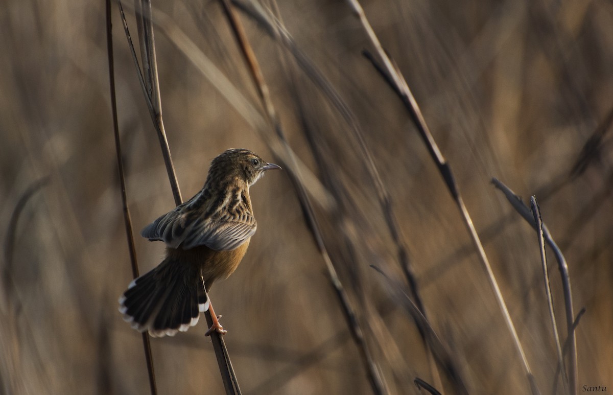 Zitting Cisticola - ML132785211