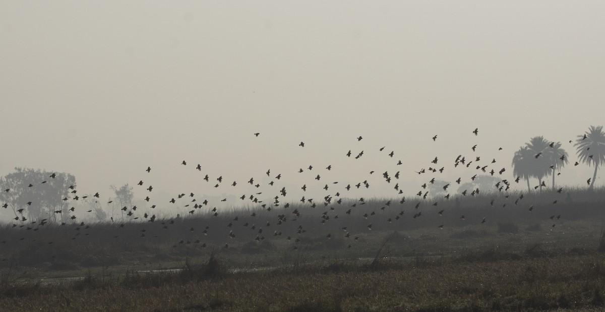 Indian Pied Starling - ML132785251