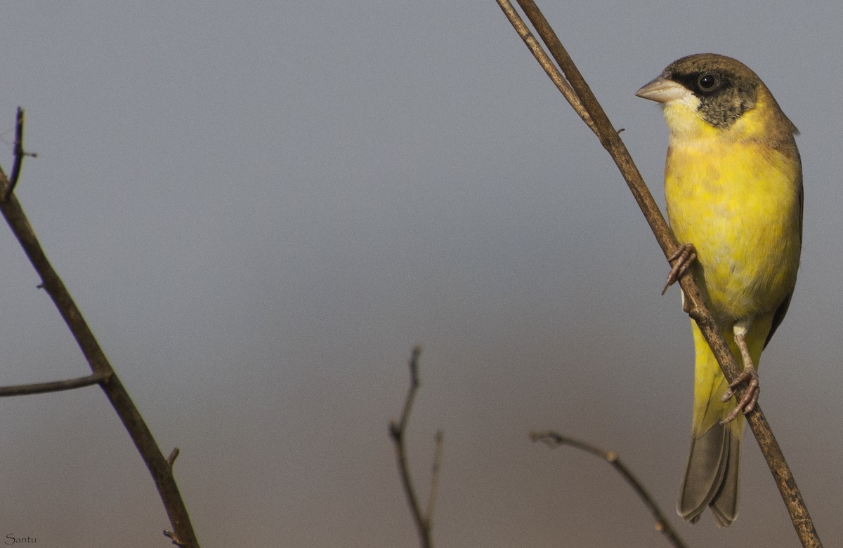 Black-headed Bunting - ML132785421