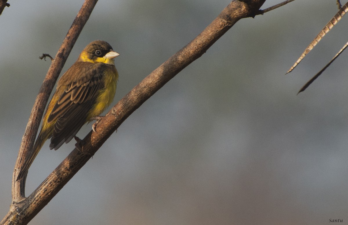 Black-headed Bunting - ML132785441