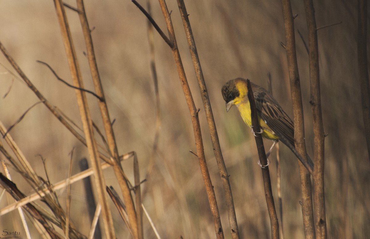 Black-headed Bunting - ML132785451