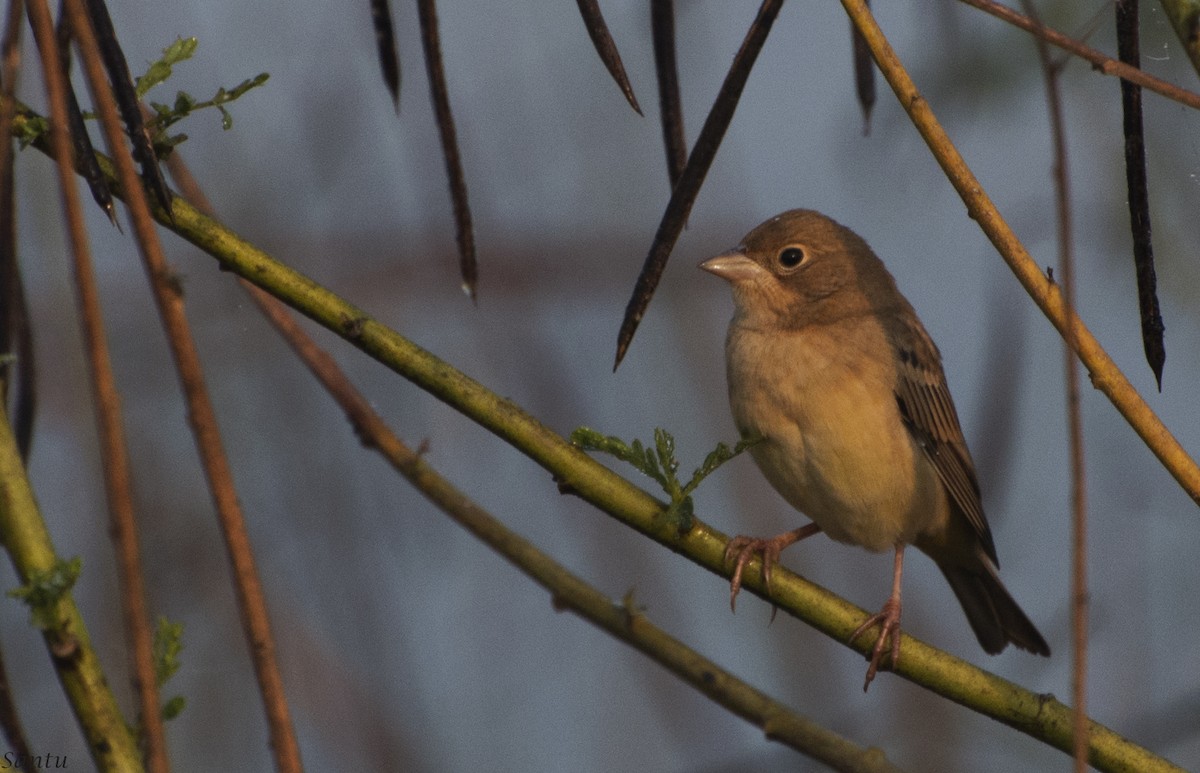 Black-headed/Red-headed Bunting - ML132785491