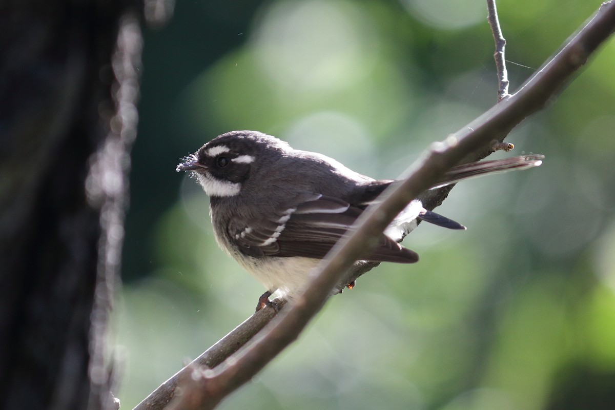 Gray Fantail - ML132787671