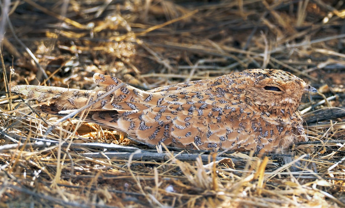 Golden Nightjar - Andrew Spencer