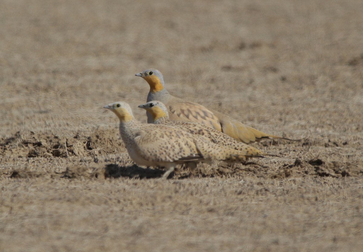 Spotted Sandgrouse - Vyom Vyas