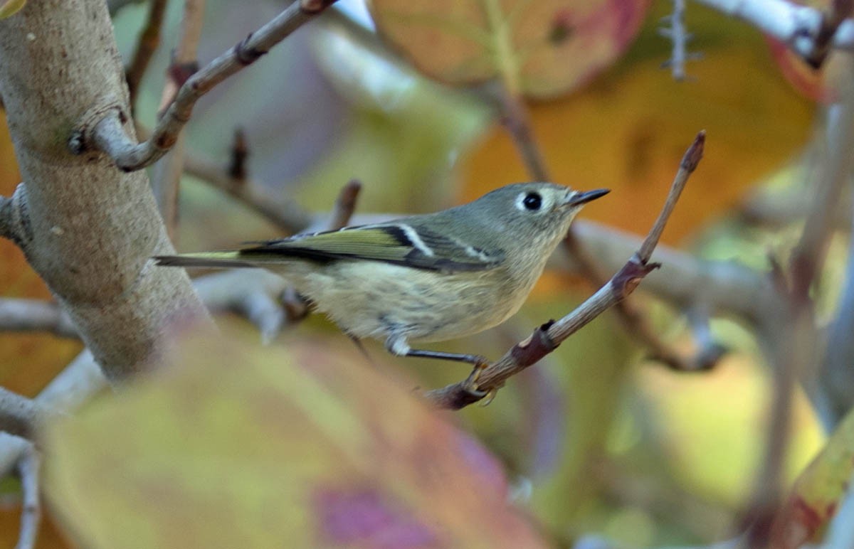 Ruby-crowned Kinglet - ML132793211