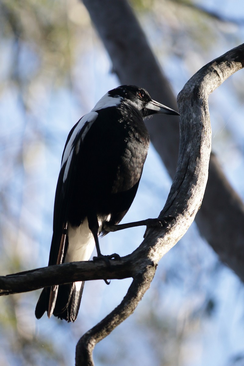 Australian Magpie (Black-backed) - ML132793281