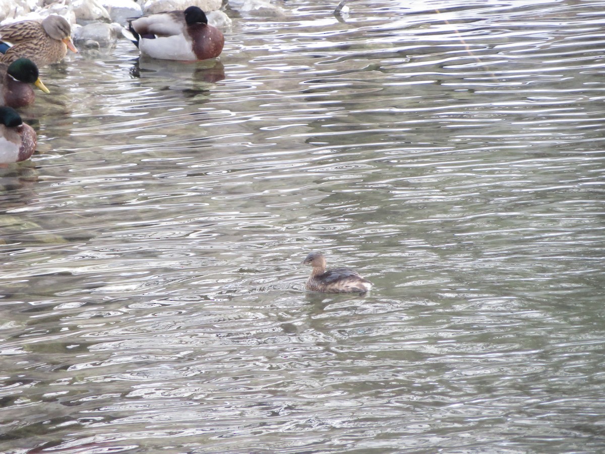 Pied-billed Grebe - ML132793911