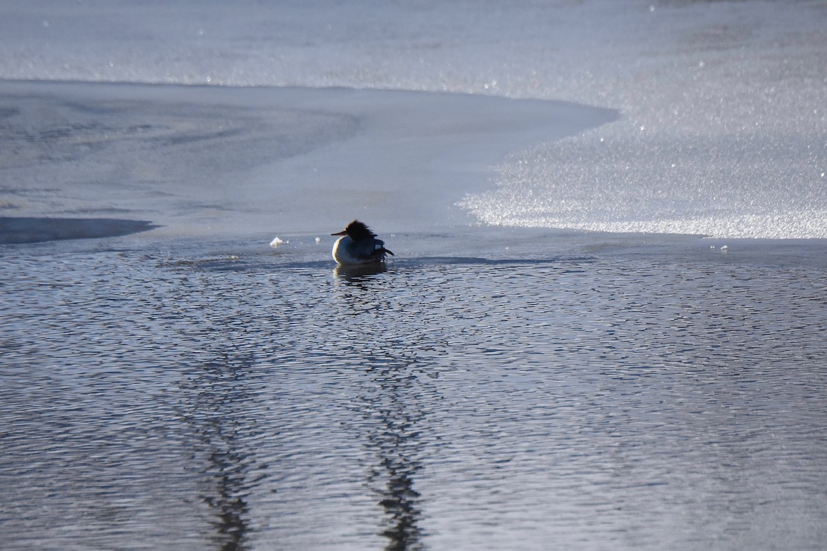 Common Merganser - ML132794821