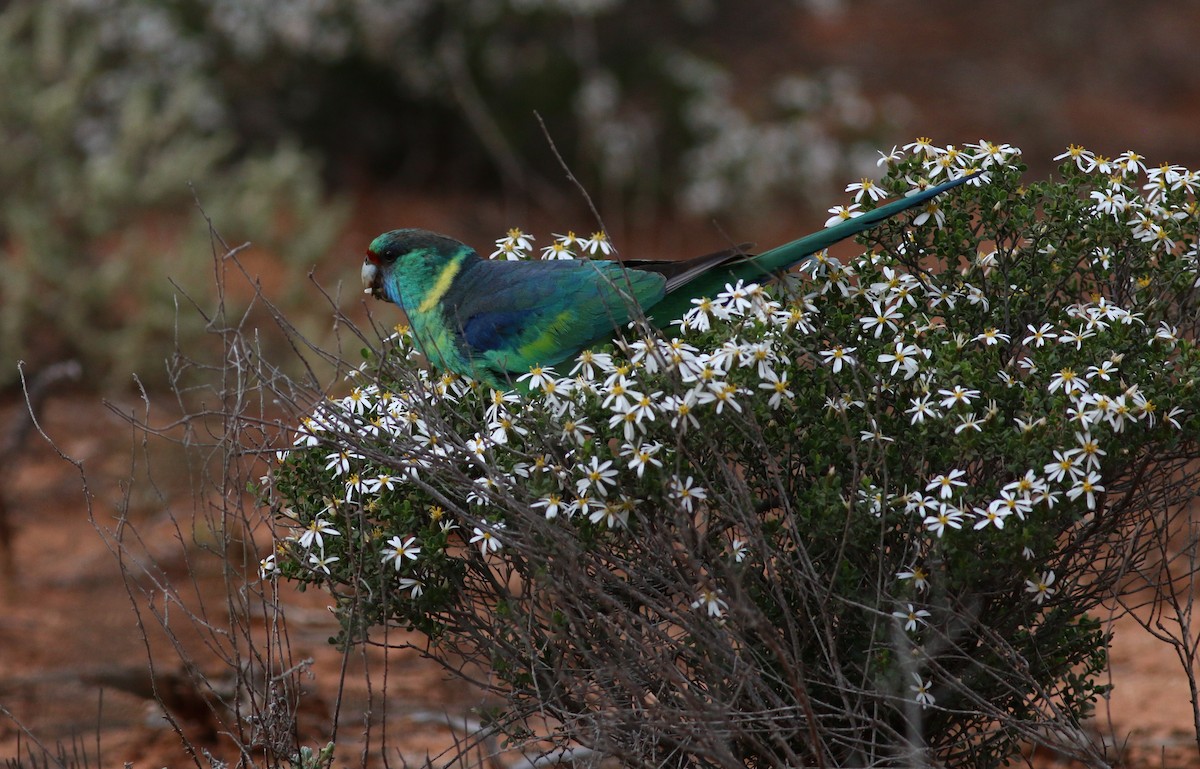 svarthodeparakitt (barnardi) (malleeparakitt) - ML132794971