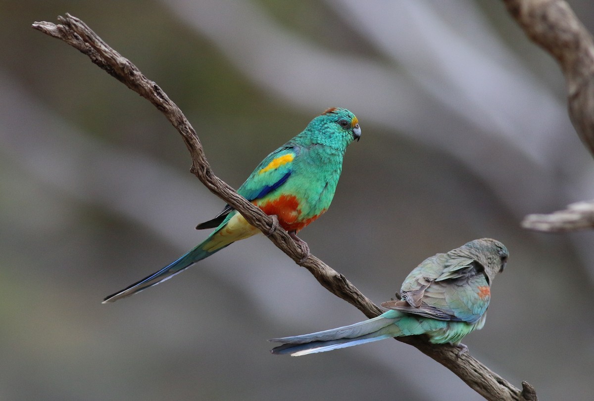 Mulga Parrot - Oliver Burton