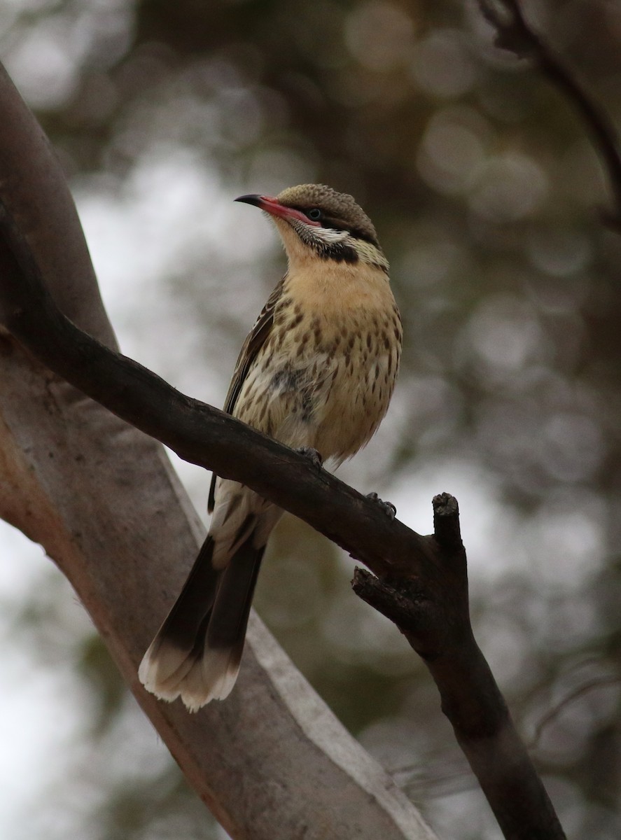 Spiny-cheeked Honeyeater - ML132795001