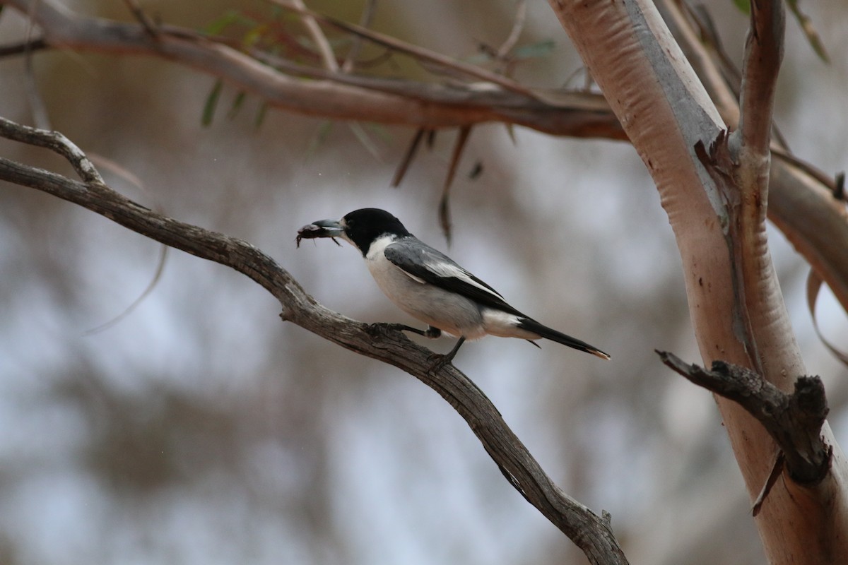 Gray Butcherbird - Oliver Burton