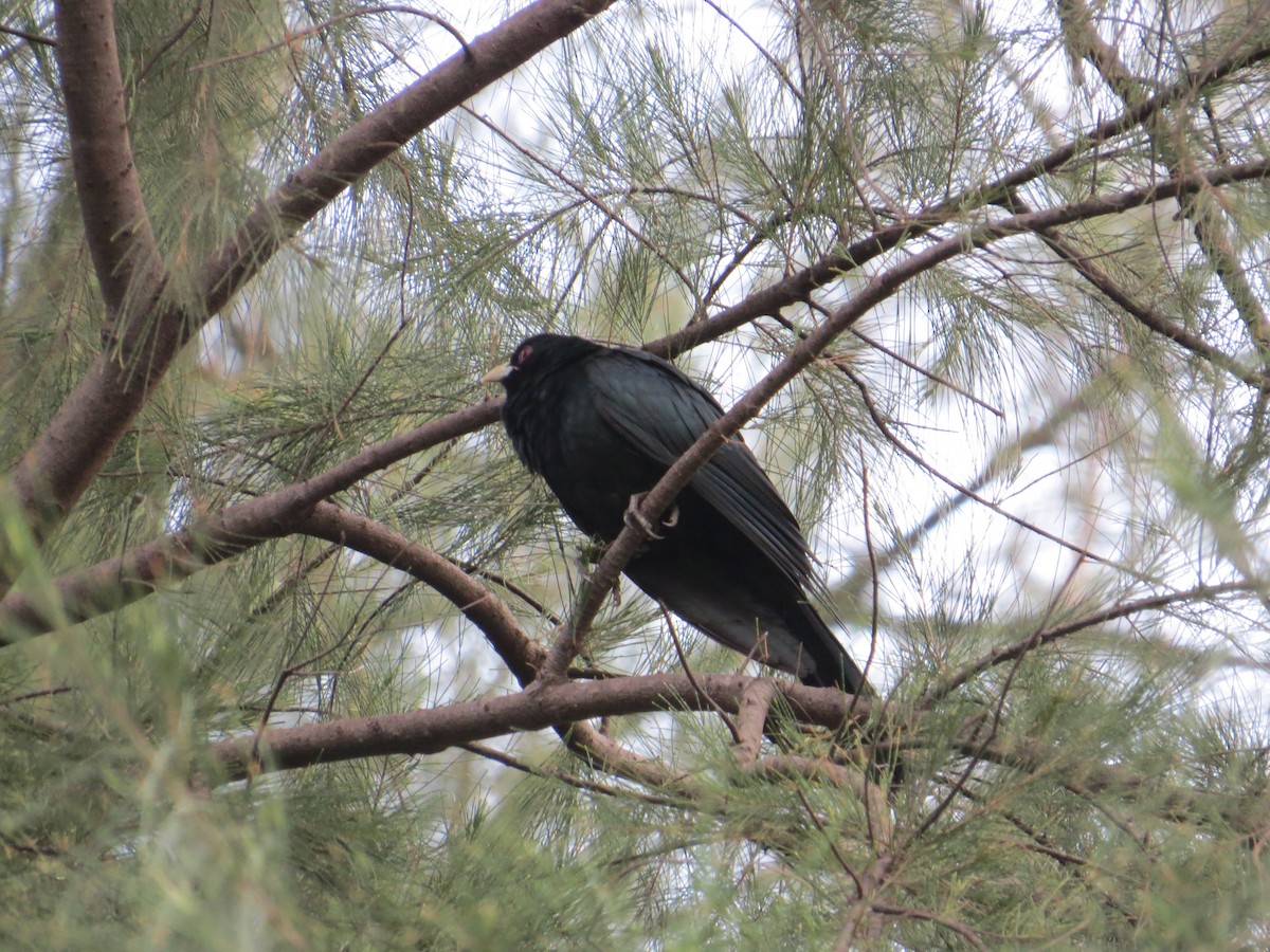 Asian Koel - ML132797751