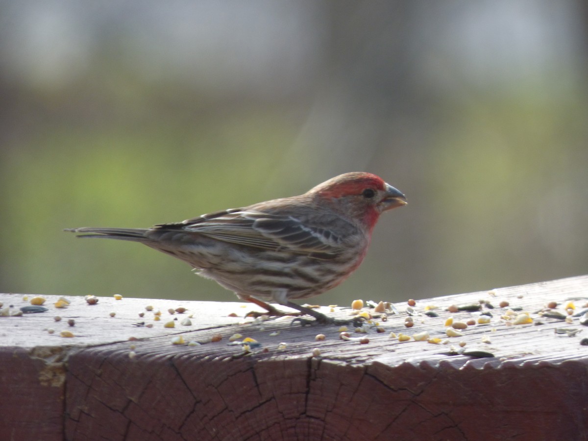 House Finch - ML132797921