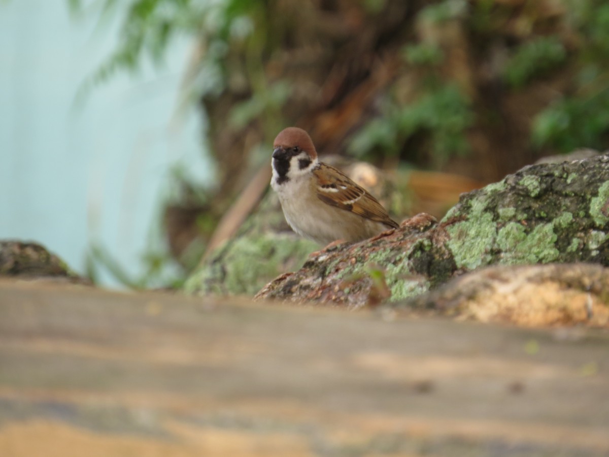 Eurasian Tree Sparrow - ML132797951