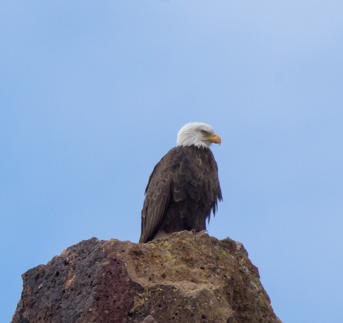 Bald Eagle - Gordon Karre