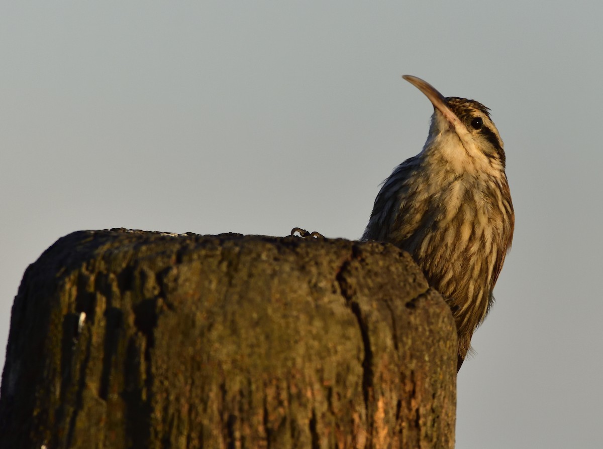 Narrow-billed Woodcreeper - ML132798831