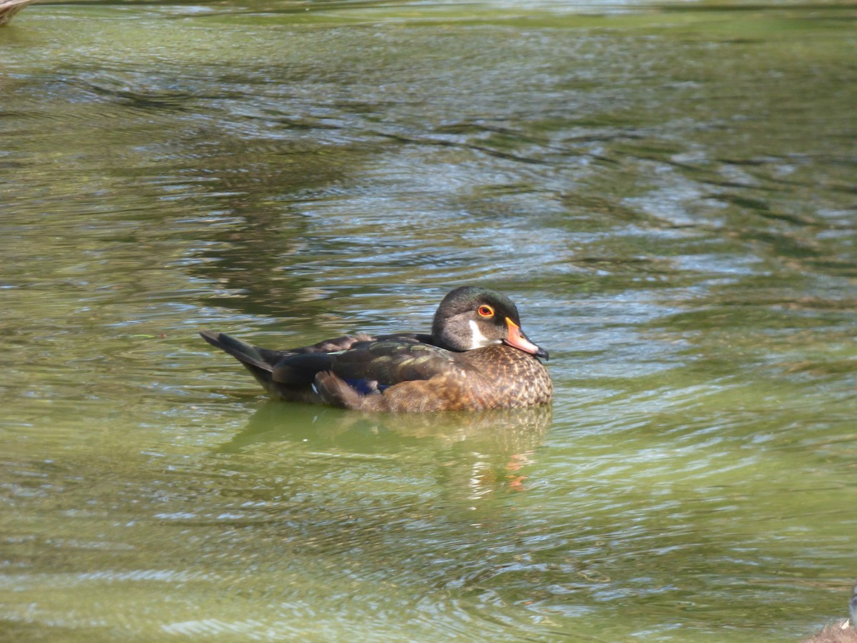 Wood Duck - ML132799191