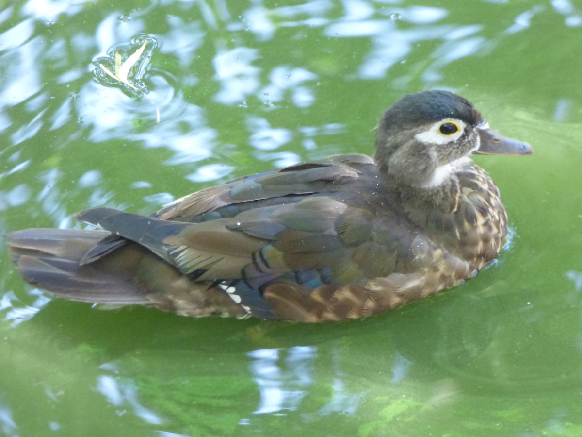 Wood Duck - ML132799241