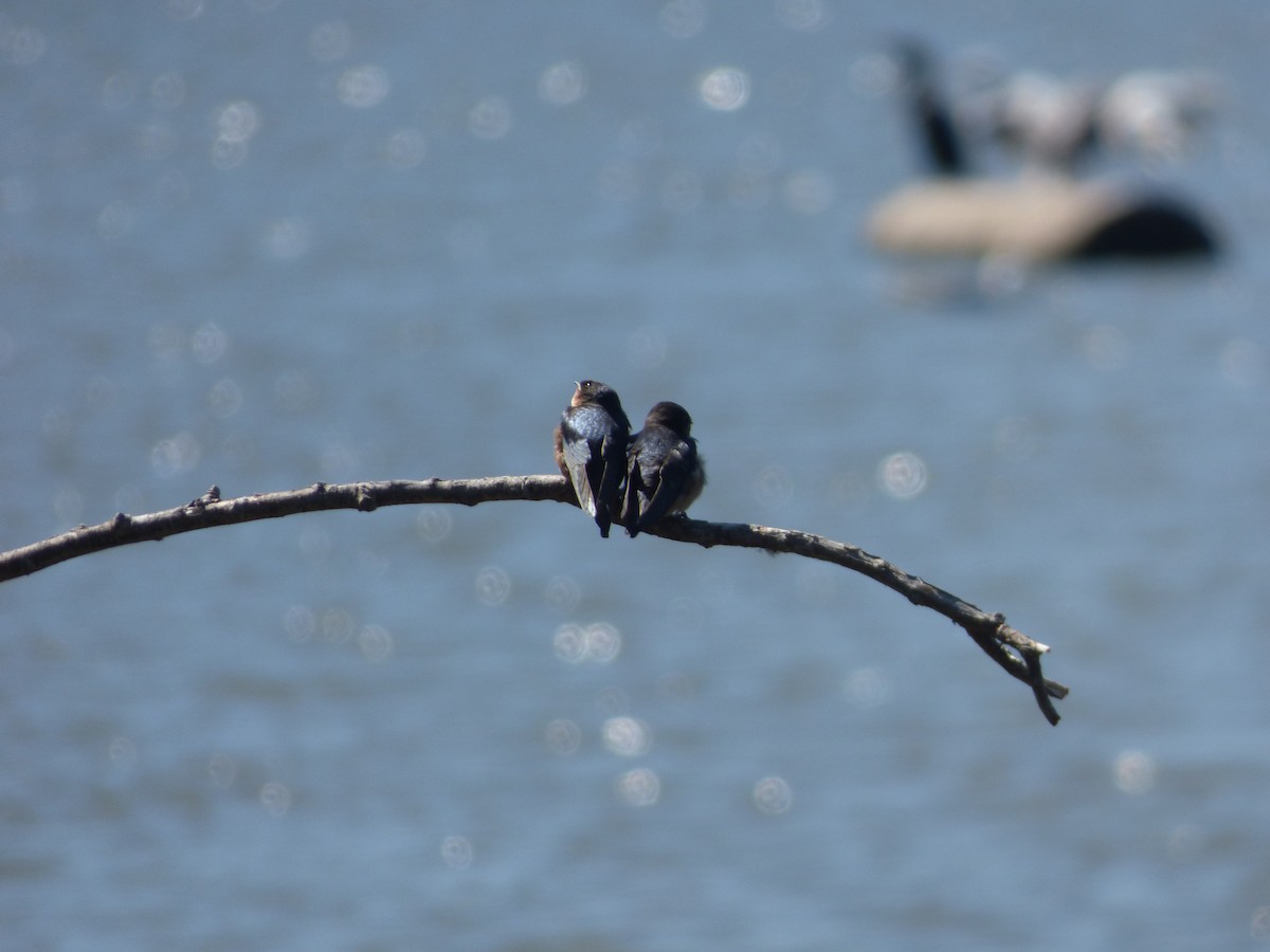 Barn Swallow - ML132799251