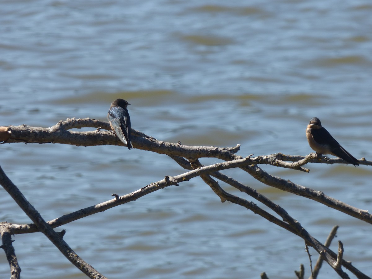 Barn Swallow - ML132799261