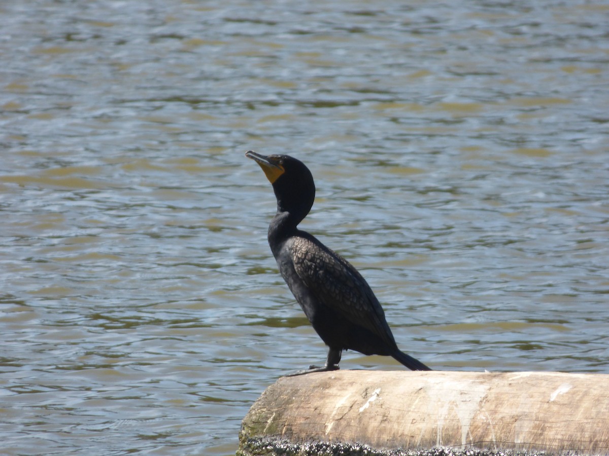 Double-crested Cormorant - ML132799381