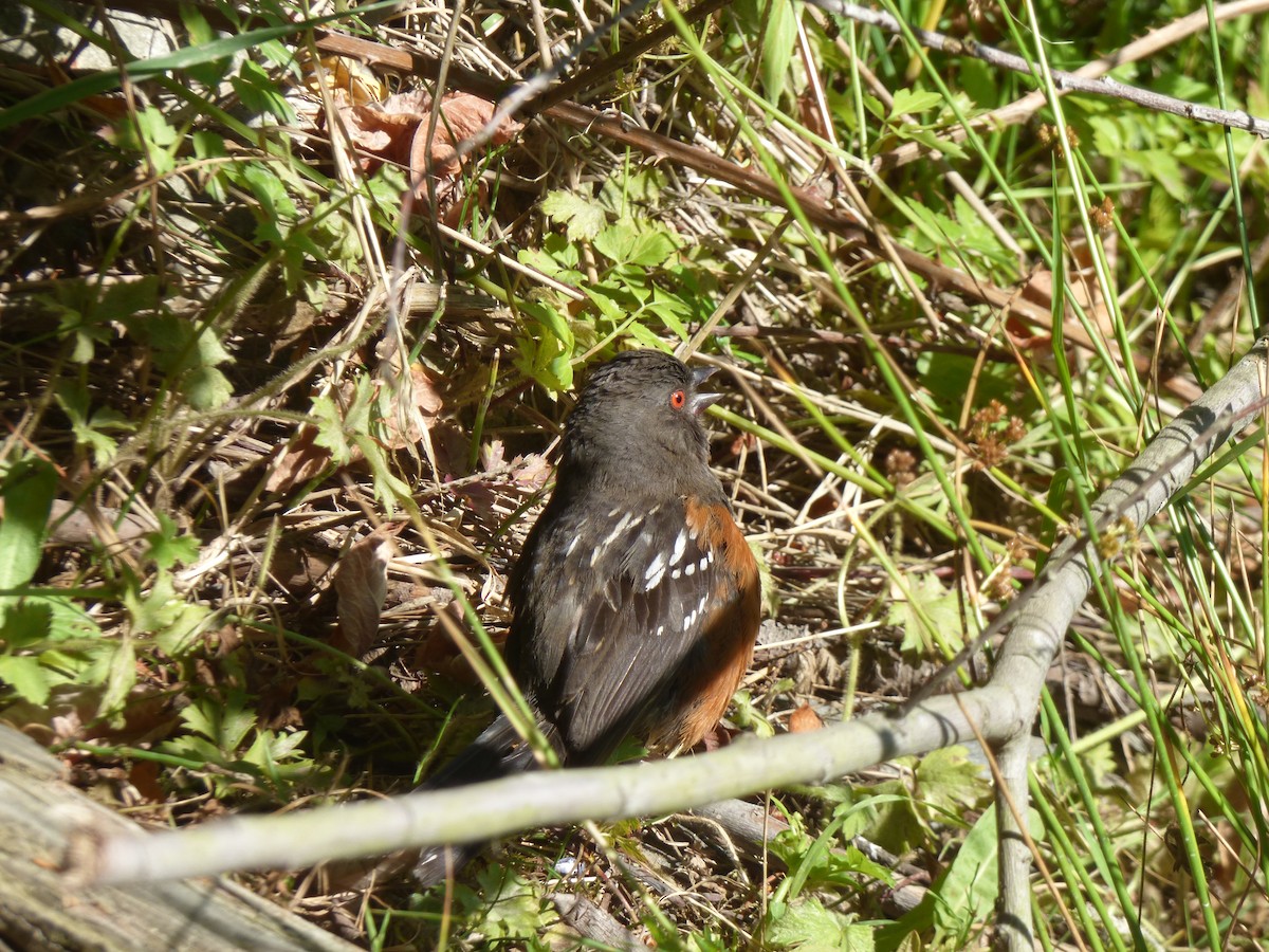 Spotted Towhee - ML132799481