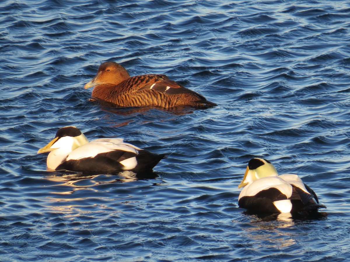 Common Eider (Dresser's) - Scott Schwenk