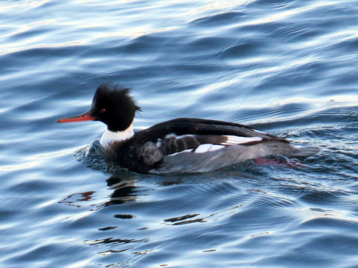 Red-breasted Merganser - Scott Schwenk