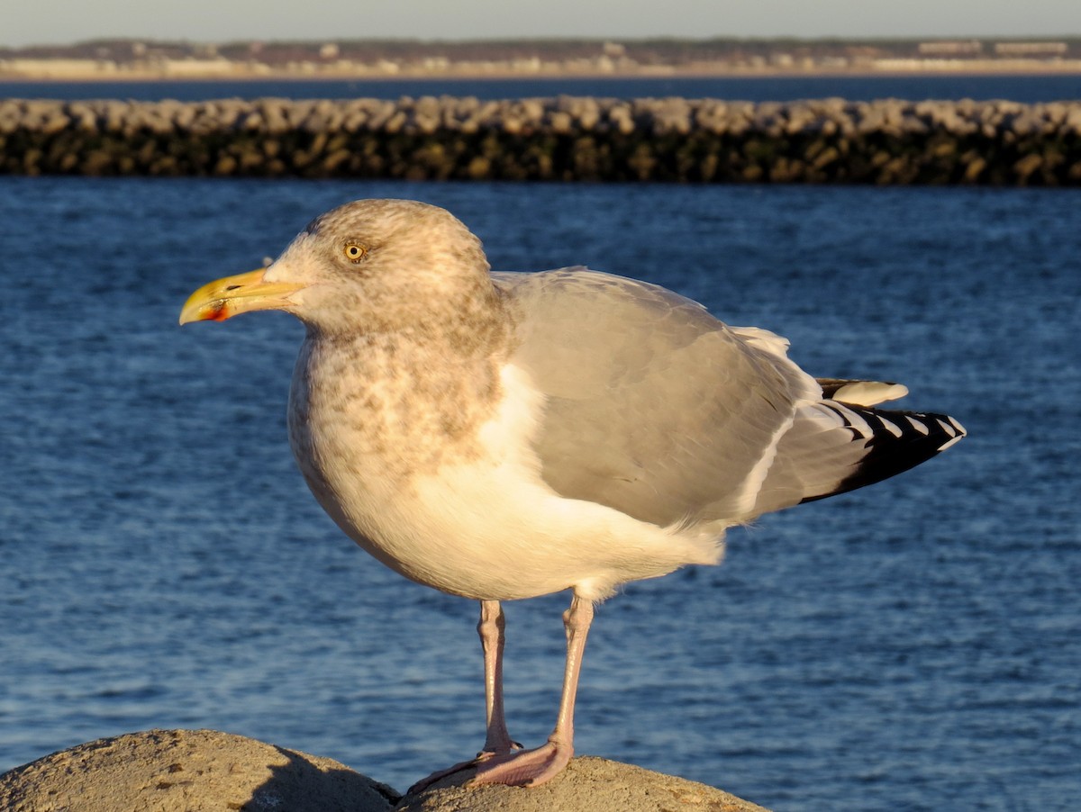 Herring Gull - Scott Schwenk