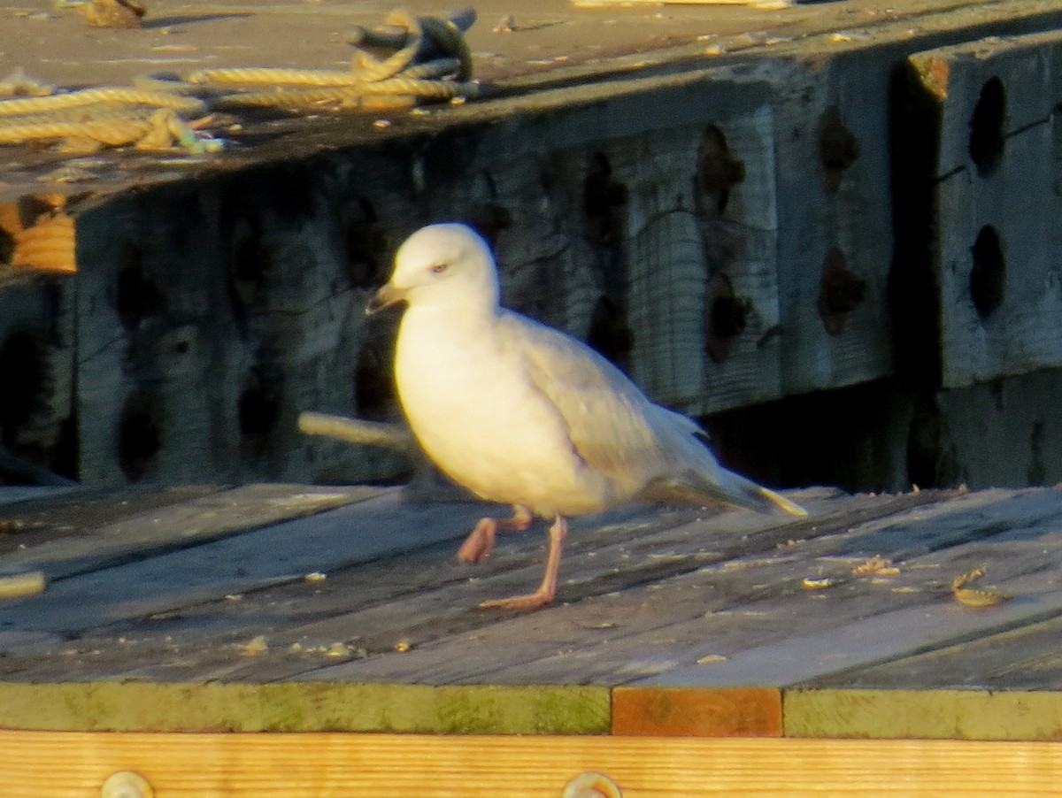 Iceland Gull - Scott Schwenk