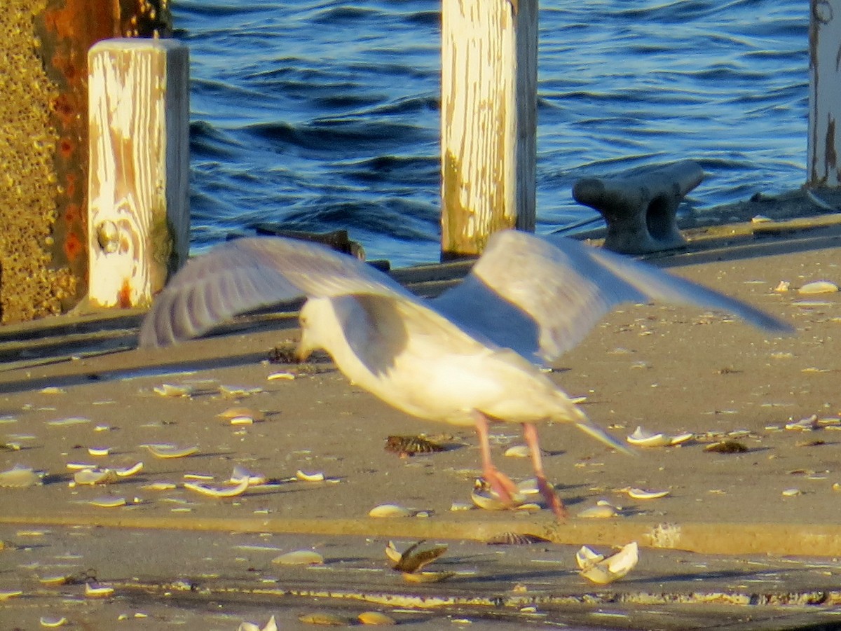 Iceland Gull - Scott Schwenk