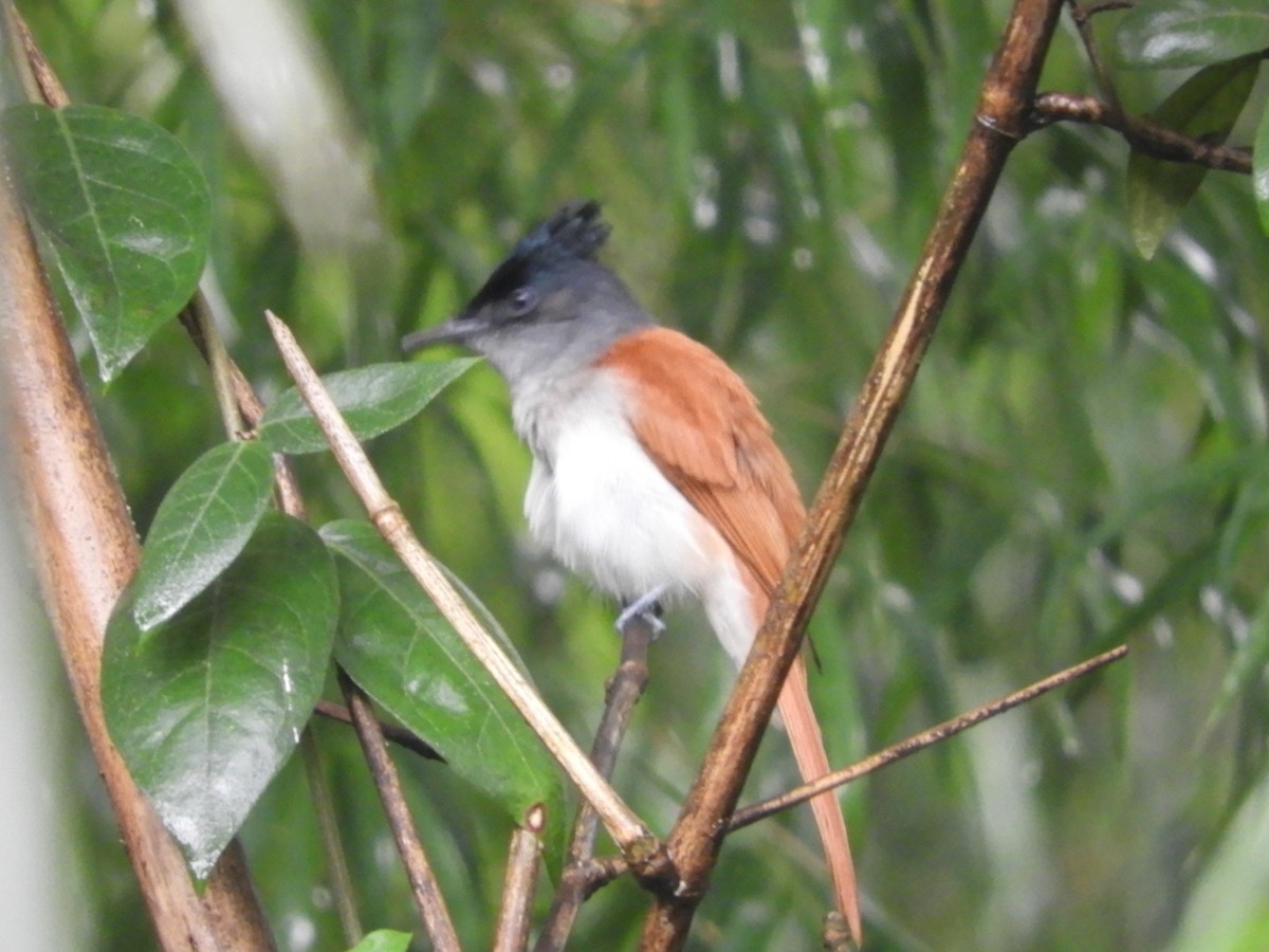 Indian Paradise-Flycatcher - ML132801171