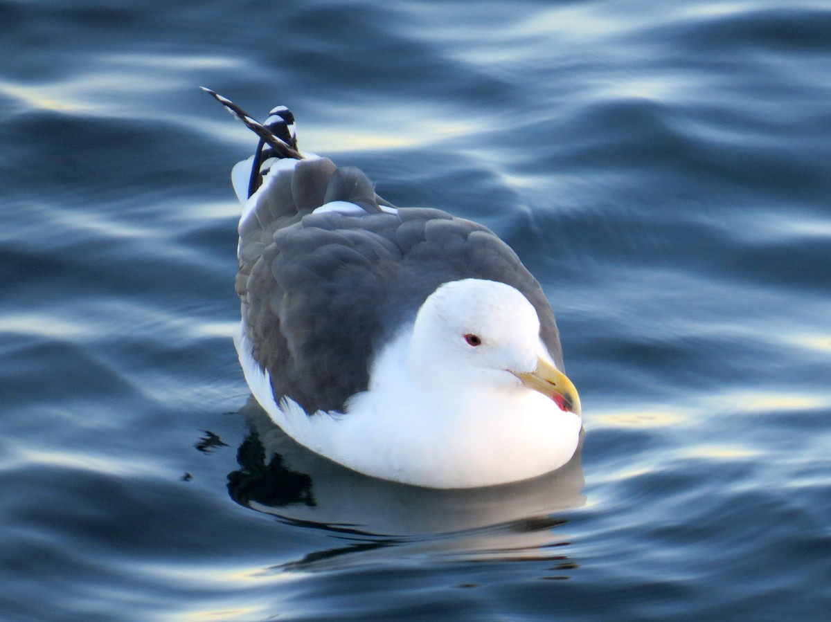 Great Black-backed Gull - Scott Schwenk