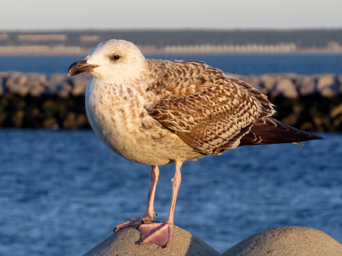 Great Black-backed Gull - Scott Schwenk