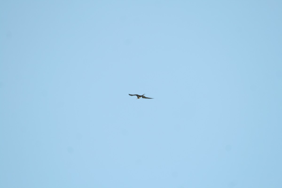 Lesser Frigatebird - ML132801441