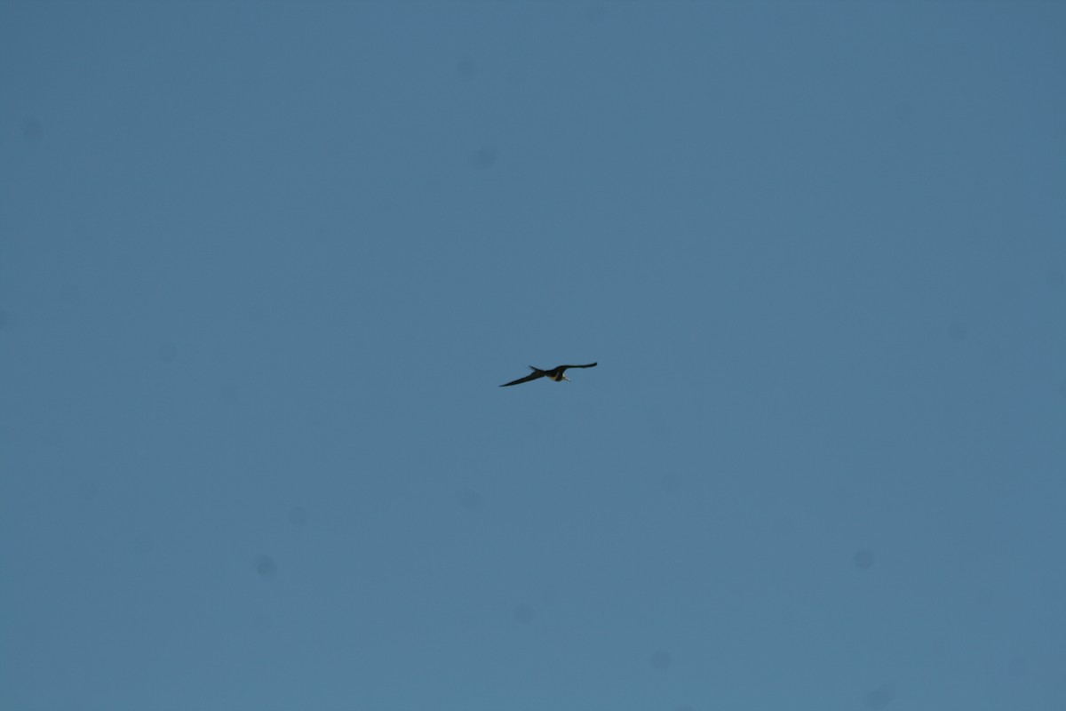 Lesser Frigatebird - ML132801451