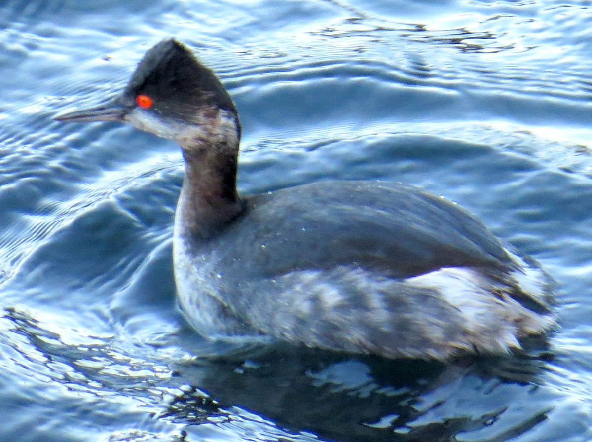 Eared Grebe - Scott Schwenk