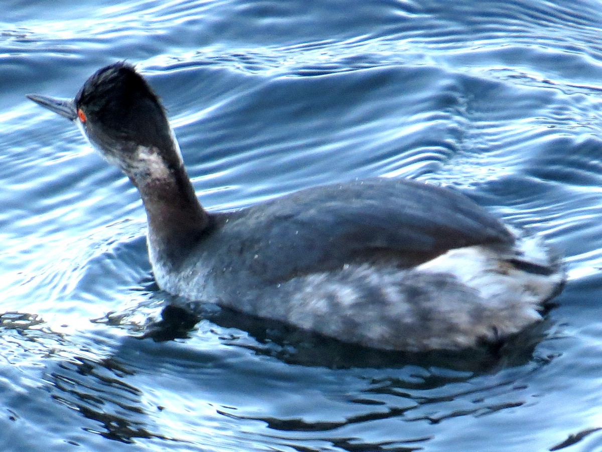 Eared Grebe - Scott Schwenk