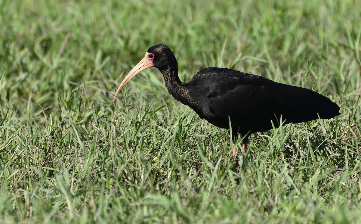 Ibis à face nue - ML132801721