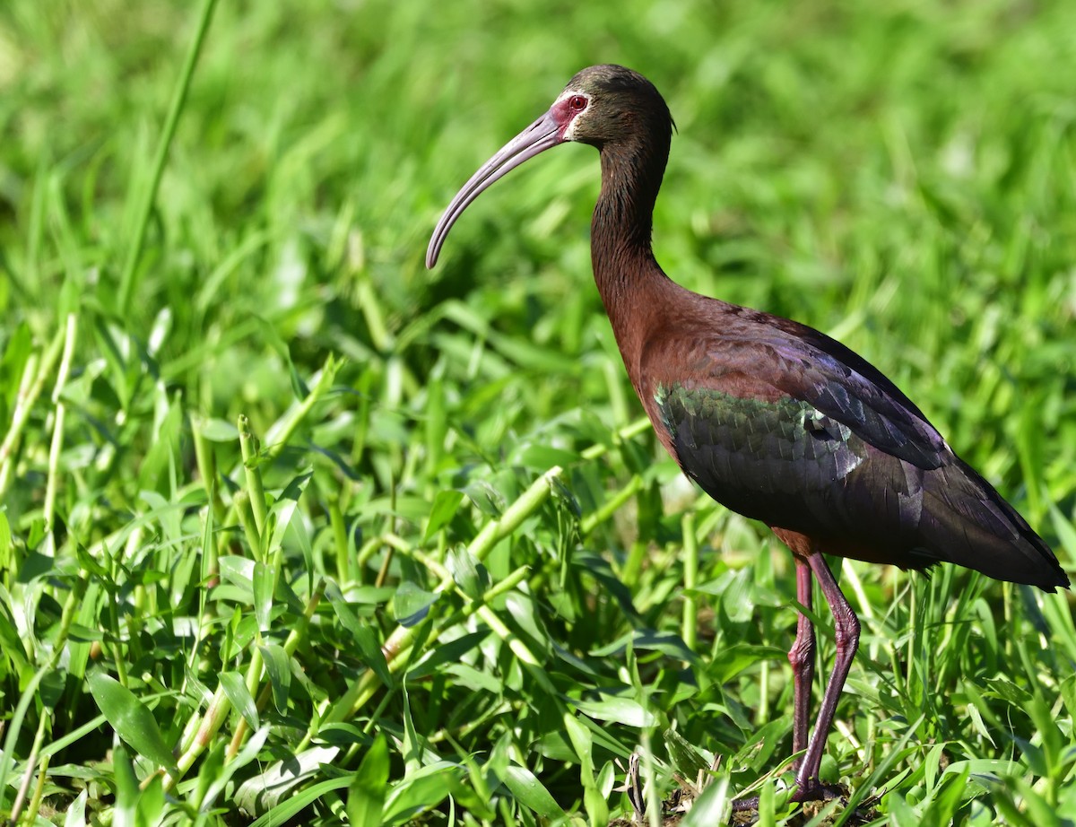 White-faced Ibis - ML132801931