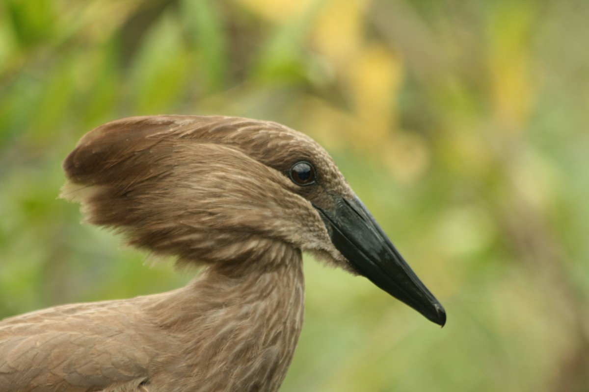 Hamerkop - ML132802101