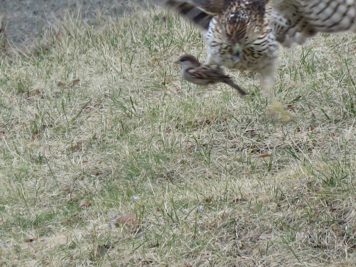 Cooper's Hawk - ML132802631