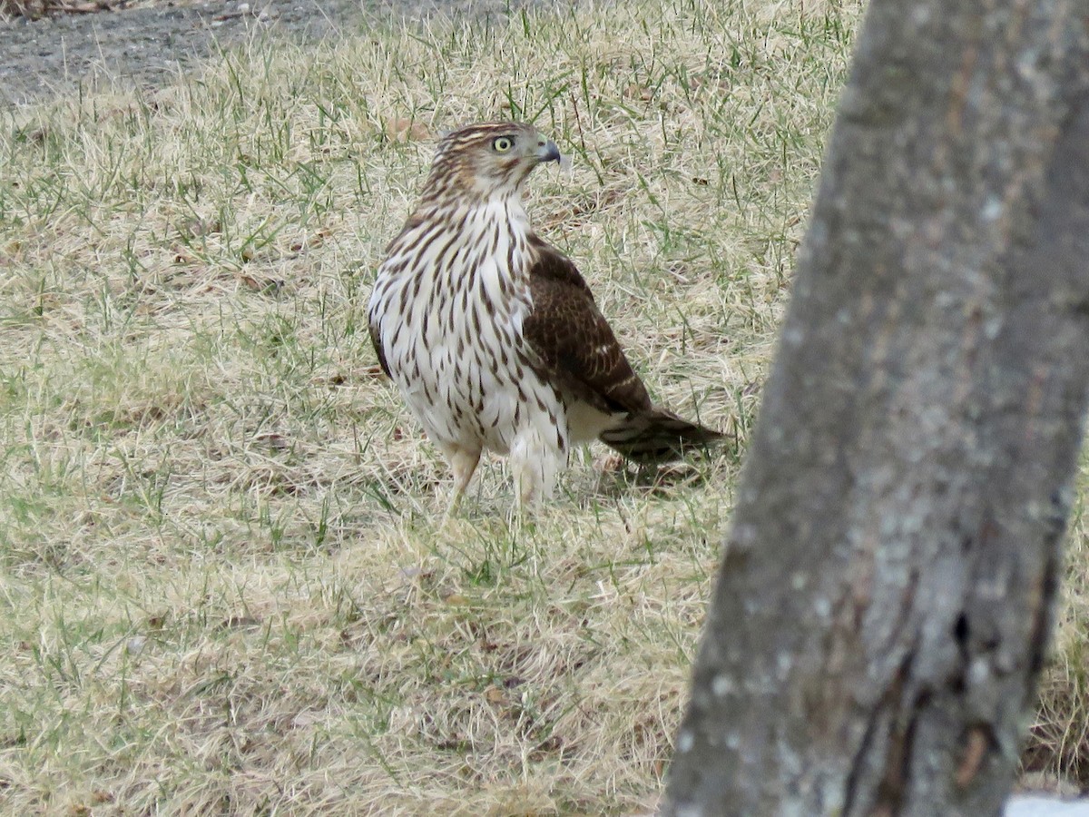 Cooper's Hawk - Linda Ireland