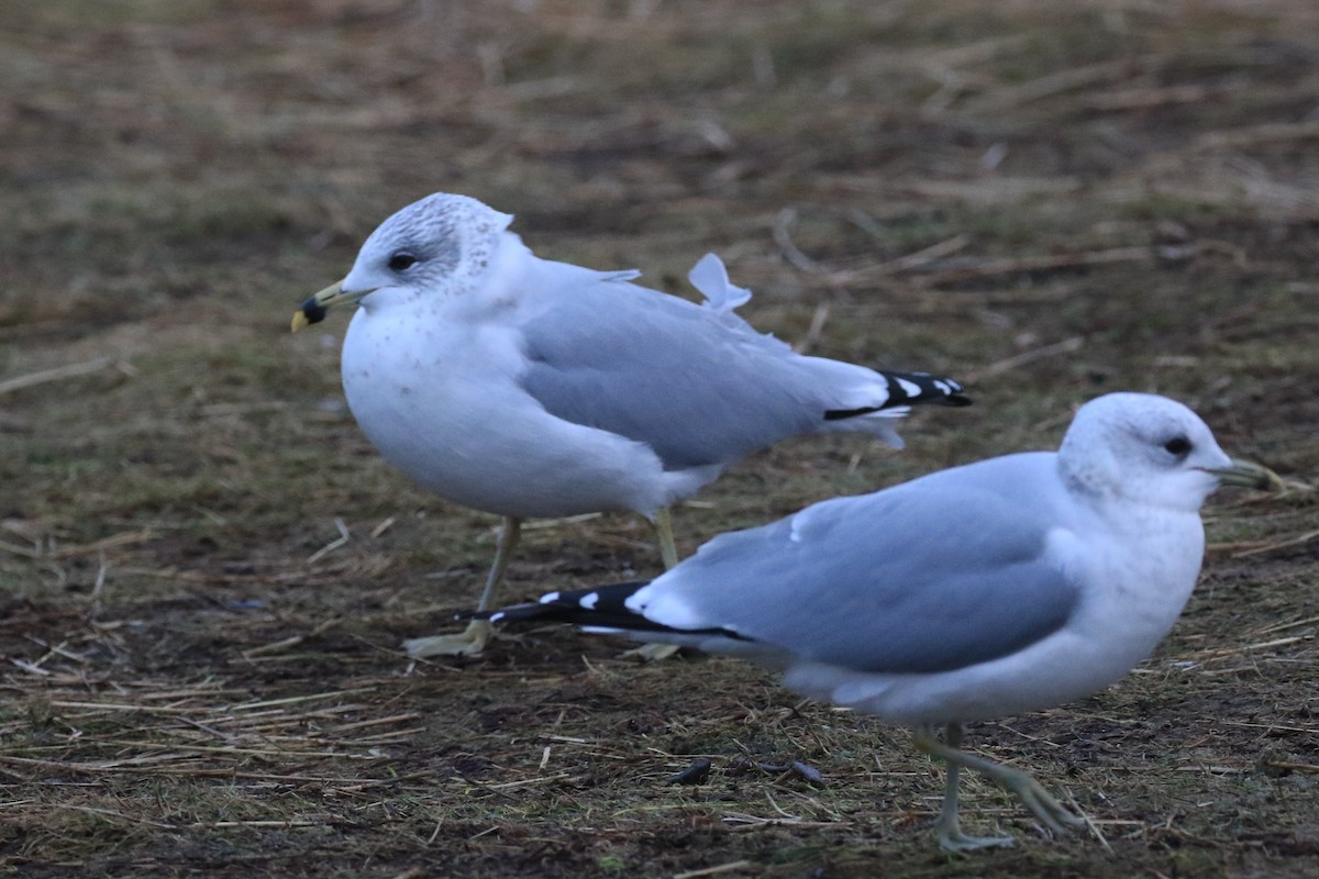 Ring-billed Gull - ML132802871