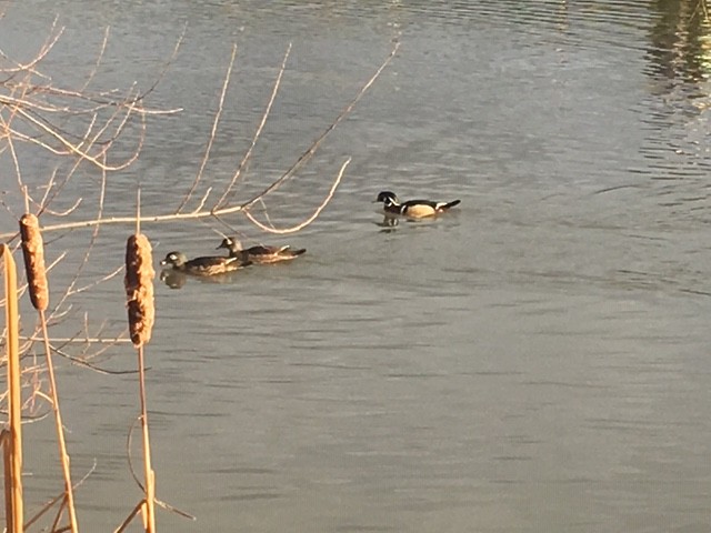 Wood Duck - ML132804801
