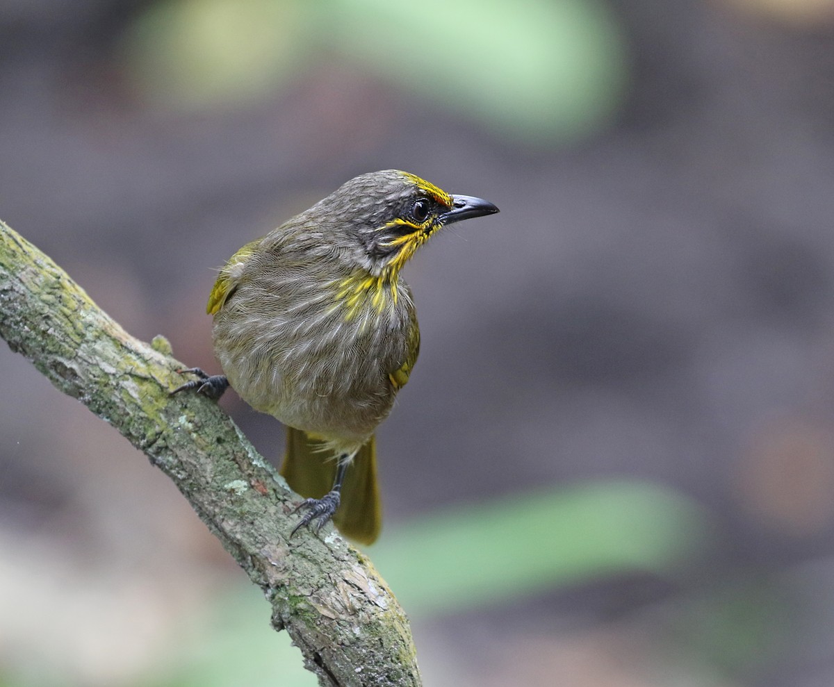 Stripe-throated Bulbul - ML132804891